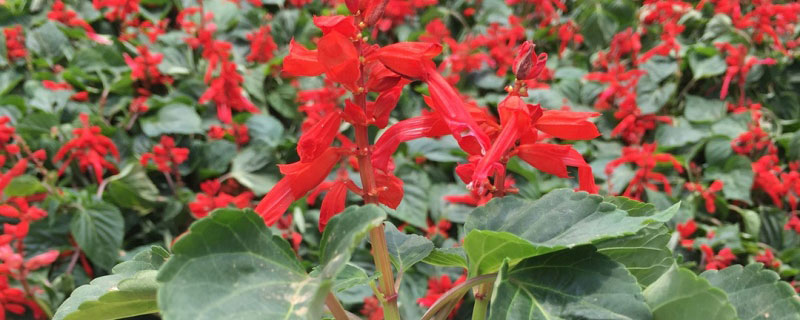 一串紅