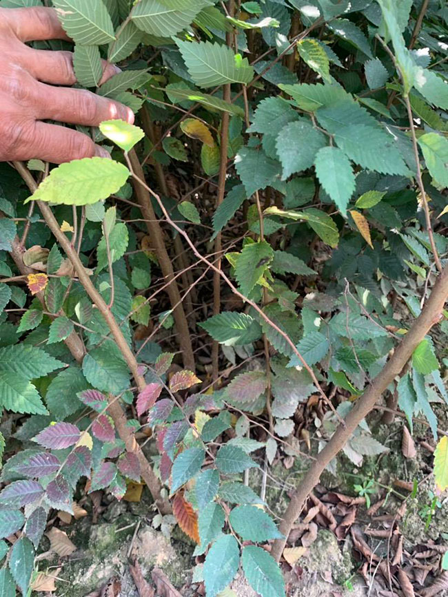 櫸樹是景區(qū)綠化中最常用園林植物，觀賞價值極高，經(jīng)常作為行道樹或者觀賞樹，也可以群植栽種成風(fēng)景。紅櫸樹抗污染能力十分強(qiáng)悍，不僅樹姿優(yōu)美，高大雄偉，還可以吸收有害氣體，抗風(fēng)能力強(qiáng)，不易伏倒。那么，紅櫸樹未來十年前景如何?紅櫸樹種植多久成才?下面我們一起來看看吧!  一、紅櫸樹未來十年前景如何? 1、觀賞 紅櫸樹生長快，樹干通直，樹姿優(yōu)美，枝葉繁茂，春季開花，秋季葉子會變成紅色，觀賞性極高。 2、綠化 紅櫸樹環(huán)境適應(yīng)能力強(qiáng)，栽植應(yīng)用廣泛，不僅可以綠化種植，還有不錯的抗污染、抗風(fēng)能力，可吸收有害氣體，改善空氣質(zhì)量，植株根深性，可以防風(fēng)固土，經(jīng)常用作護(hù)林帶樹種和水土保持樹種。 3、經(jīng)濟(jì) 紅櫸樹木材堅(jiān)硬、有彈性、并且不會縮水，木材紋理清晰有光澤，可以用來制作很多家具和其他器具，經(jīng)濟(jì)價值很高。 4、前景 櫸樹的適應(yīng)能力強(qiáng)，栽植地區(qū)廣泛，發(fā)揮的綠化和生態(tài)價值比較明顯，經(jīng)常用作生態(tài)綠化樹種栽植在各大場所，產(chǎn)量和需求量都非常大，種植前景不錯。 二、紅櫸樹種植多久成才? 紅櫸樹分布地區(qū)廣，目前主要分布在廣東、廣西、貴州、云南、安徽、湖北、湖南等地，南方地區(qū)栽植廣泛。紅櫸樹幼苗生長稍慢，種植6—7年后開始轉(zhuǎn)快，樹體七八十年不衰退，百年大樹仍能正常結(jié)實(shí)。  三、2020紅櫸市場價格行情 南京市浦口區(qū)來云園藝場米徑15公分紅櫸1600元一棵; 江蘇 鎮(zhèn)江句容地之緣苗木基地米徑7公分紅櫸80元一棵; 宿遷宏洲園林綠化工程有限公司地徑2公分紅櫸10元一棵; 江蘇南京南京寶泉苗木苗圃場米徑4公分紅櫸28元一棵; 江蘇宿遷三葉園林植物有限公司米徑12公分紅櫸600元一棵。 以上就是關(guān)于紅櫸樹未來十年前景如何和紅櫸樹種植多久成才的相關(guān)介紹，不同地區(qū)不同規(guī)格的紅櫸樹價格不一樣，具體要以當(dāng)?shù)匦星闉闇?zhǔn)。以上是中國花木網(wǎng)提供的紅櫸樹基地最新報(bào)價信息，關(guān)注花木網(wǎng)可獲得各產(chǎn)地商城實(shí)時報(bào)價，及時掌握苗木行情，做活苗木生意。