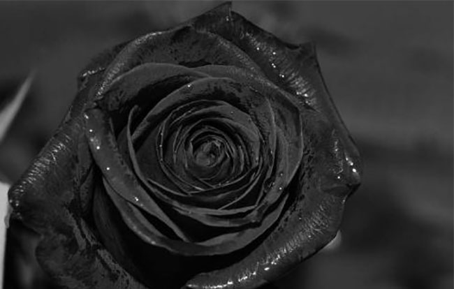 黑玫瑰的花語是什么？黑玫瑰的寓意和象征