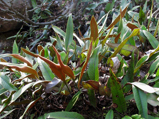 石韋的功效與作用有哪些？石韋種植前景怎么樣？