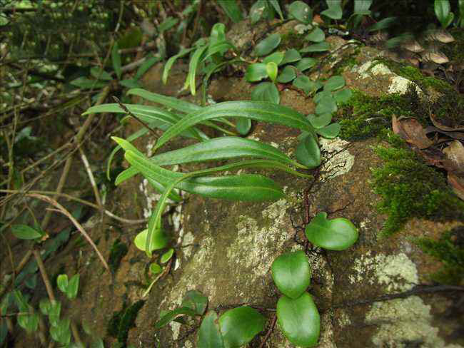 石韋的功效與作用有哪些？石韋種植前景怎么樣？