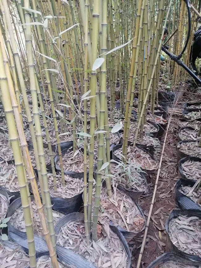 1竹子的象征意義是什么 1竹子的象征意義是什么