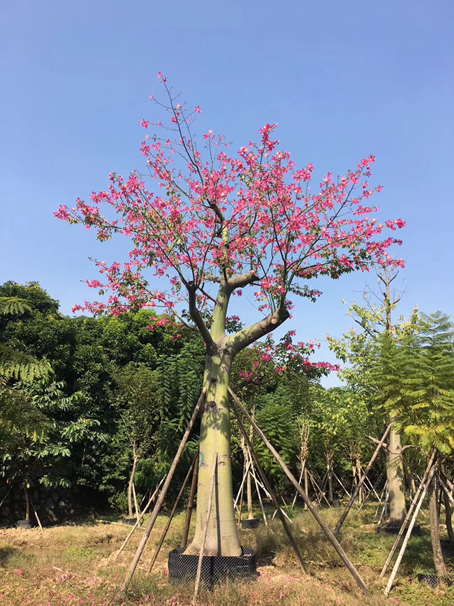 木棉價(jià)格
