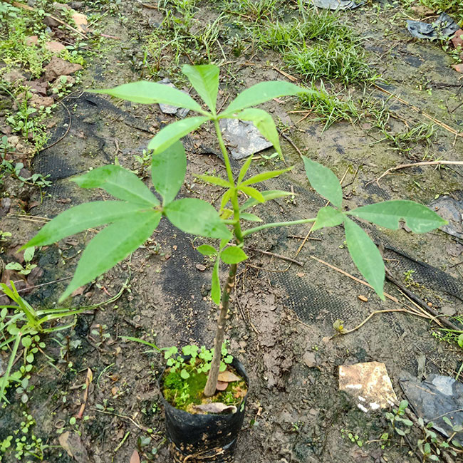 木棉價(jià)格