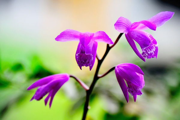 白芨的花