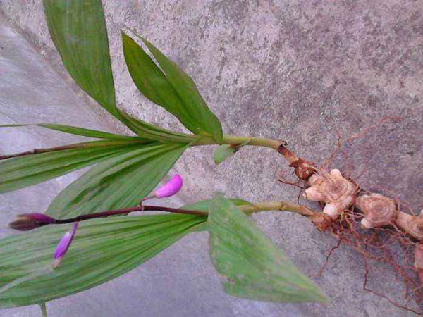 白芨