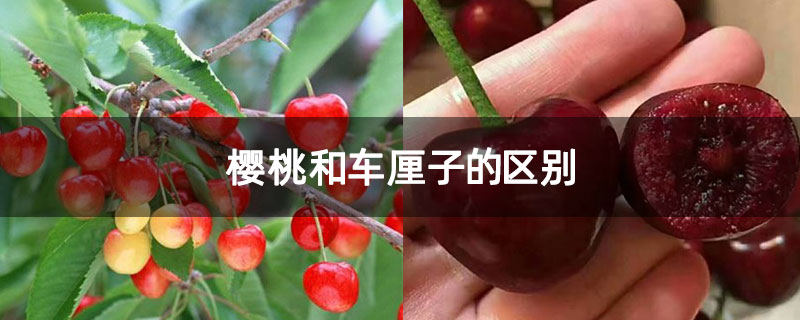 櫻桃和車?yán)遄拥膮^(qū)別