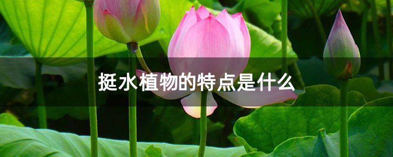 挺水植物的特點(diǎn)是什么