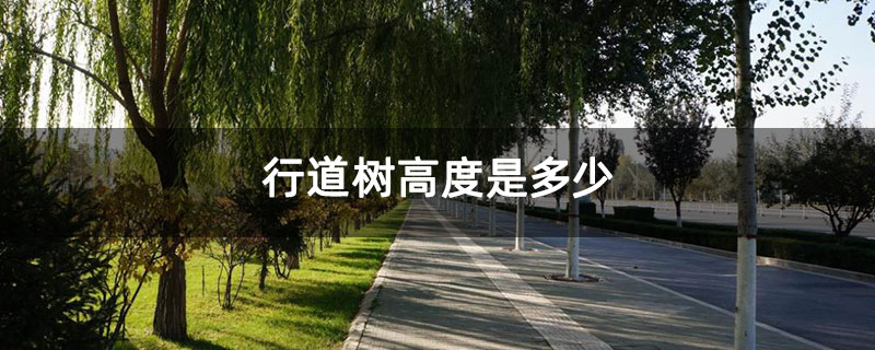 行道樹高度是多少 行道樹高度是多少