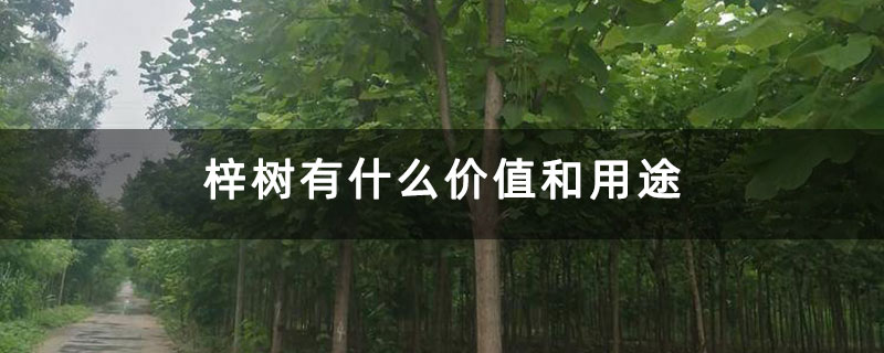 梓樹有什么價值和用途 梓樹有什么價值和用途