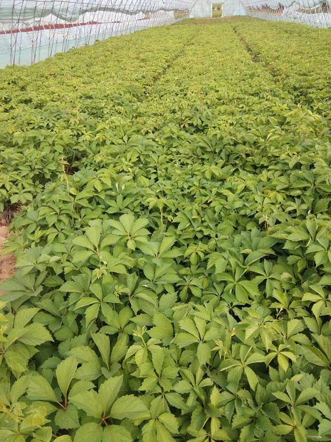 如何種植爬山虎?爬山虎苗種植方法和時(shí)間