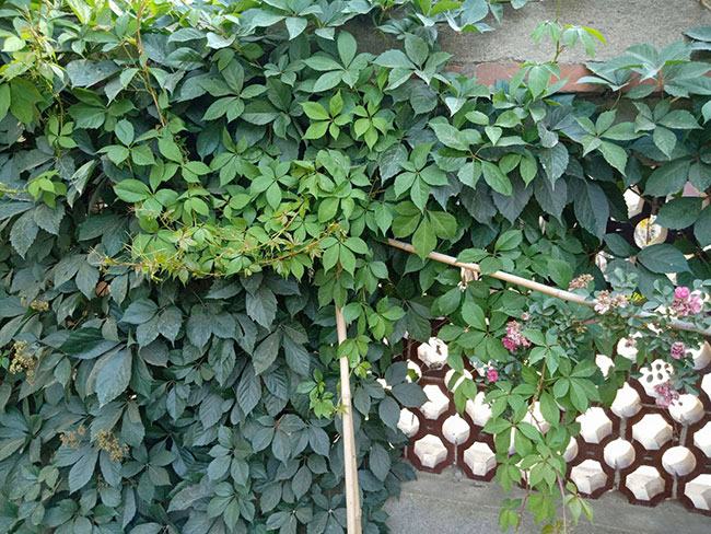 如何種植爬山虎?爬山虎苗種植方法和時(shí)間