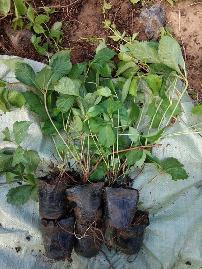如何種植爬山虎?爬山虎苗種植方法和時(shí)間