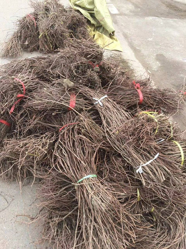 如何種植爬山虎?爬山虎苗種植方法和時(shí)間