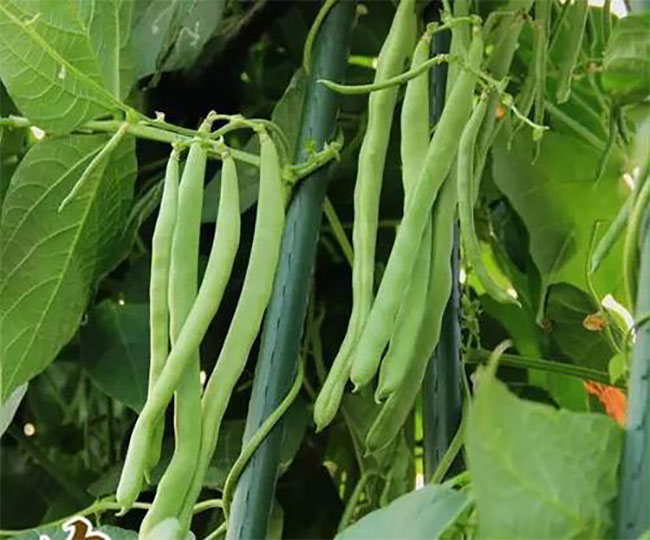 七月種植什么蔬菜?七月生長快速的蔬菜