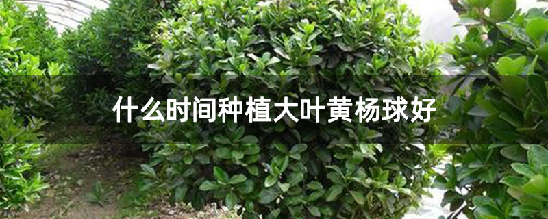 大葉黃楊球