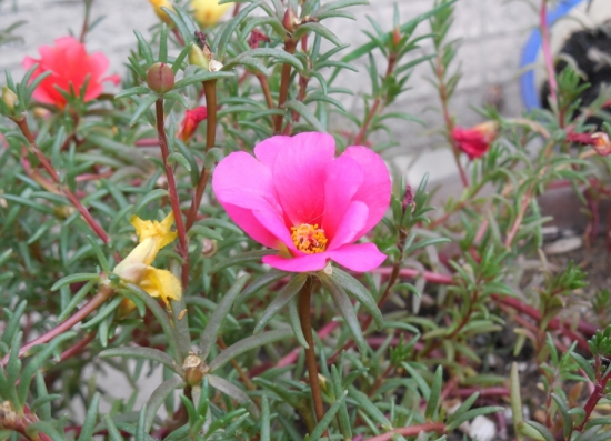 超好養(yǎng)活的太陽(yáng)花 超好養(yǎng)活的太陽(yáng)花