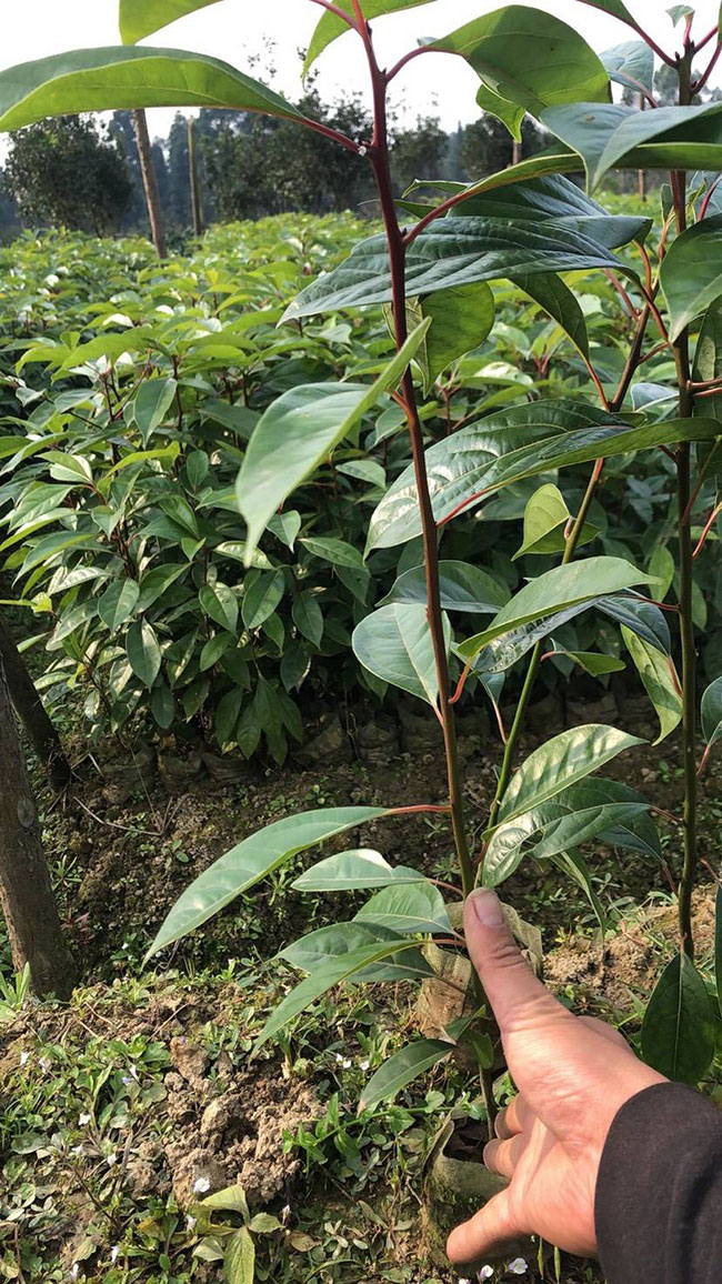 香樟樹 香樟樹