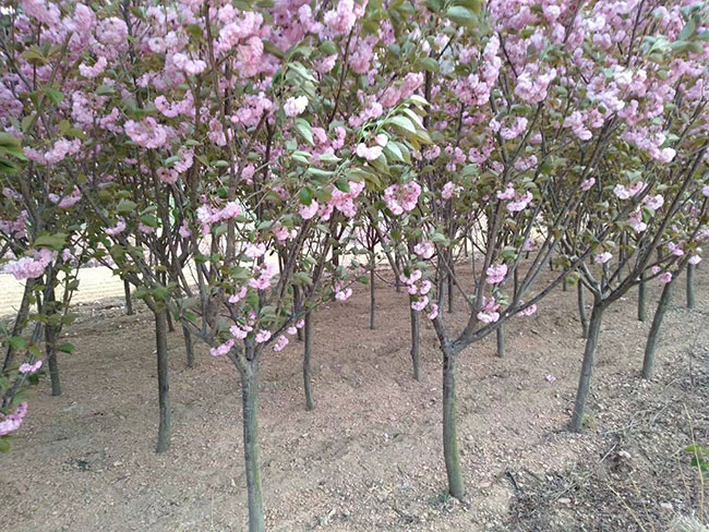 櫻花移栽后怎樣澆水?櫻花樹的移栽與管理技術(shù)