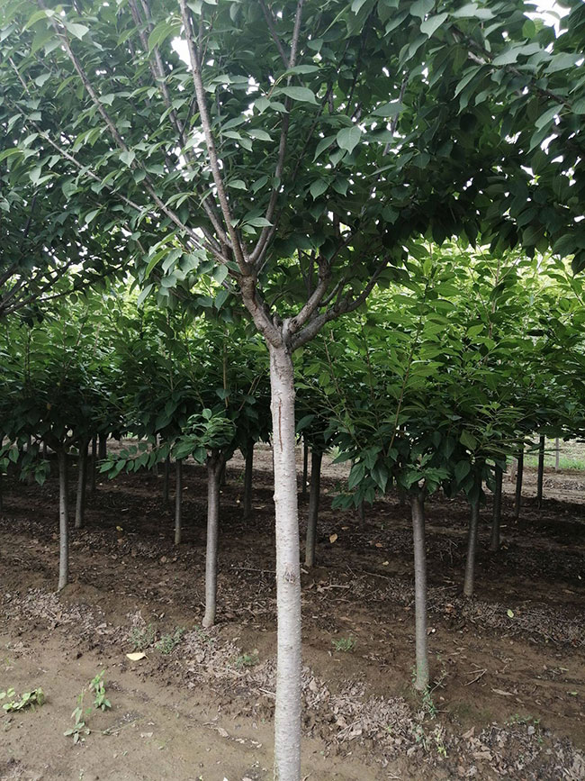 櫻花移栽后怎樣澆水?櫻花樹的移栽與管理技術(shù)