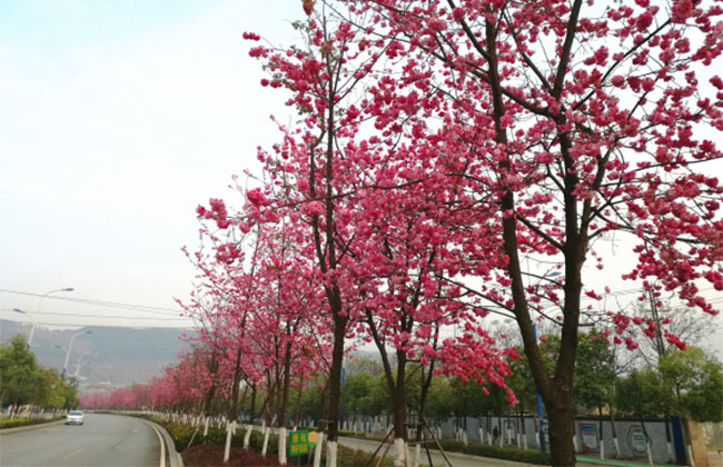 櫻花移栽后怎樣澆水?櫻花樹的移栽與管理技術(shù)