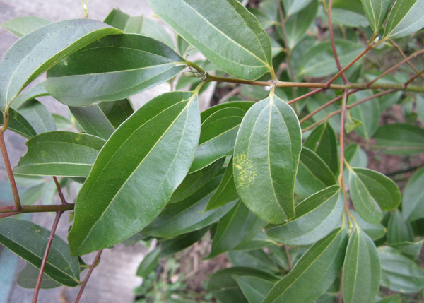 香樟樹