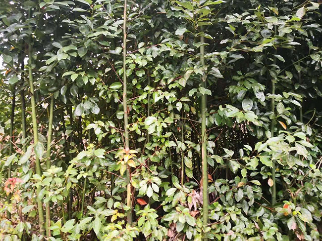 香樟樹(shù)苗