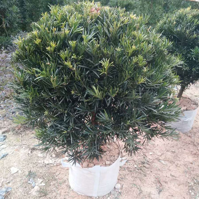 羅漢松種植前景好嗎?種植羅漢松經濟效益