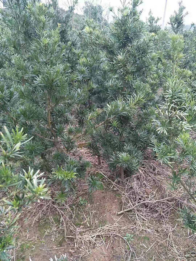 羅漢松種植前景好嗎?種植羅漢松經濟效益