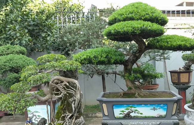羅漢松種植前景好嗎?種植羅漢松經濟效益