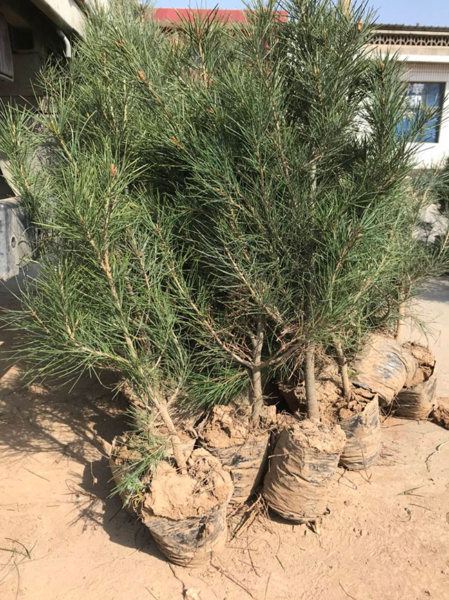 白皮松 白皮松