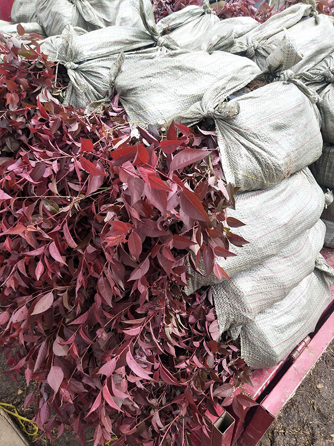紅葉李種植應注意什么?紅葉李種植時間及管理