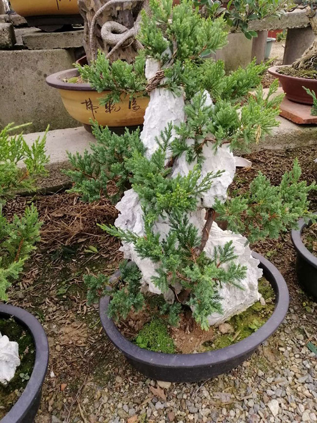 柏樹(shù)盆景怎么造型?柏樹(shù)盆景造型要領(lǐng)