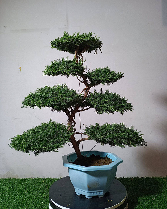 柏樹(shù)盆景怎么造型?柏樹(shù)盆景造型要領(lǐng)