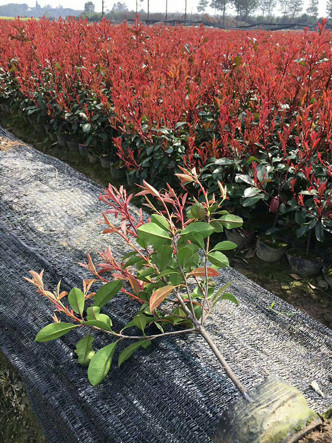 紅葉石楠球