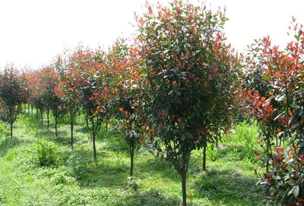 紅葉石楠