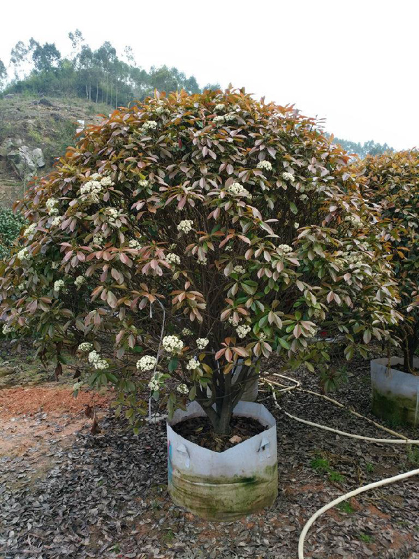 紅葉石楠球