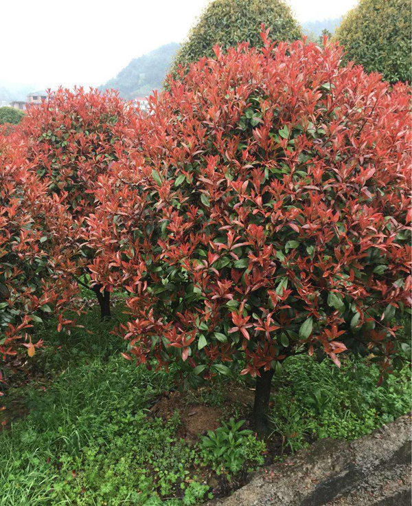 紅葉石楠球