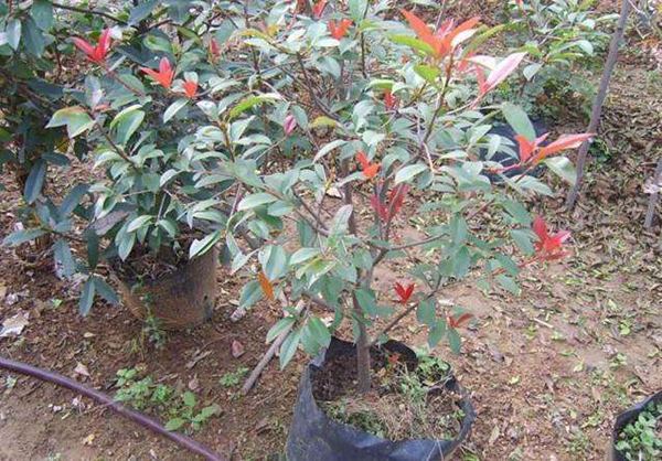 紅葉石楠球