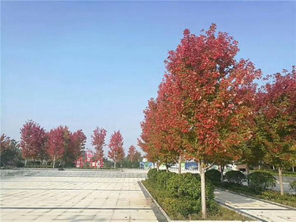 美國紅楓樹