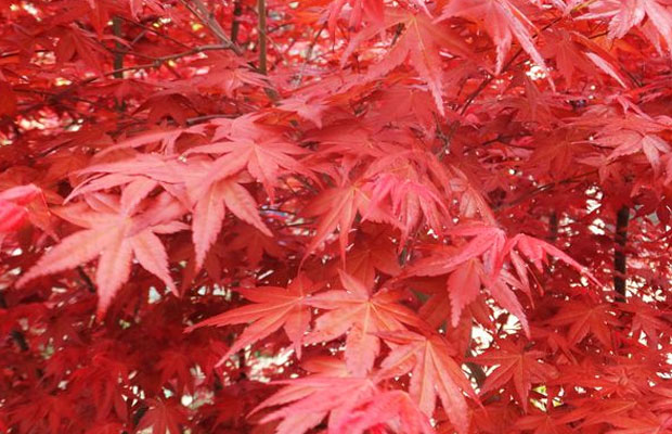 美國紅楓5.jpg