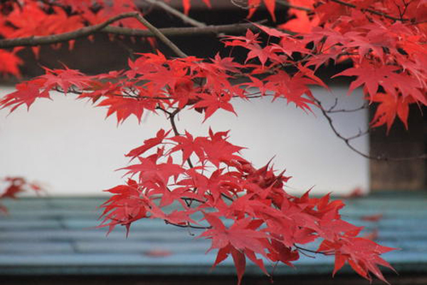 紅楓