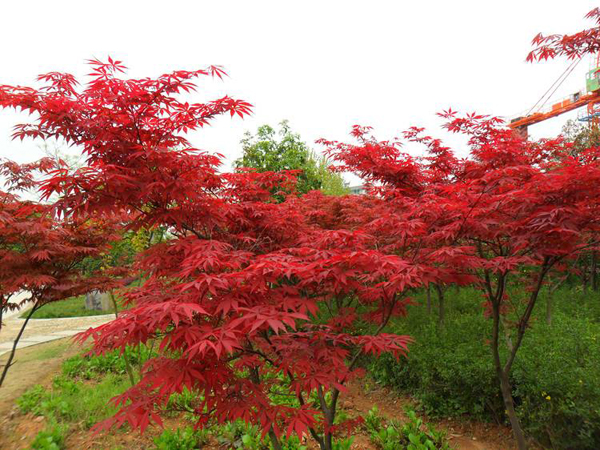 紅楓樹