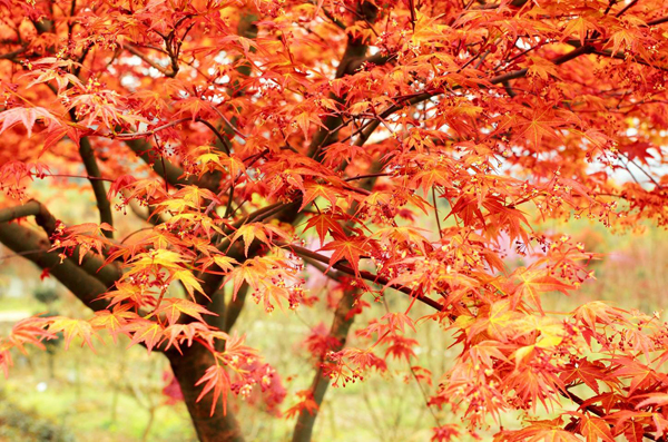 紅楓