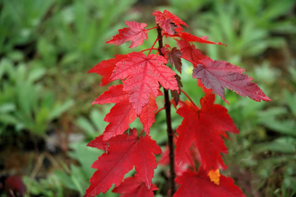美國紅楓
