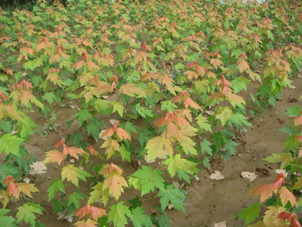 美國(guó)紅楓幼苗基地實(shí)拍-12101130.jpg