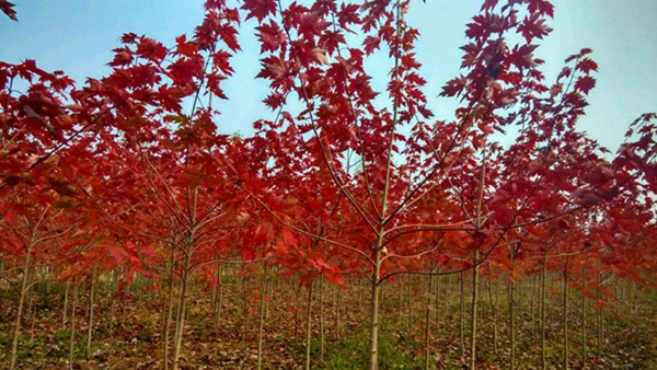 美國(guó)紅楓小苗圖片-12181045.jpg