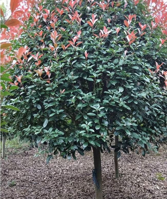 紅葉石楠毛球最新價格多少錢?2020年紅葉石楠毛球報價