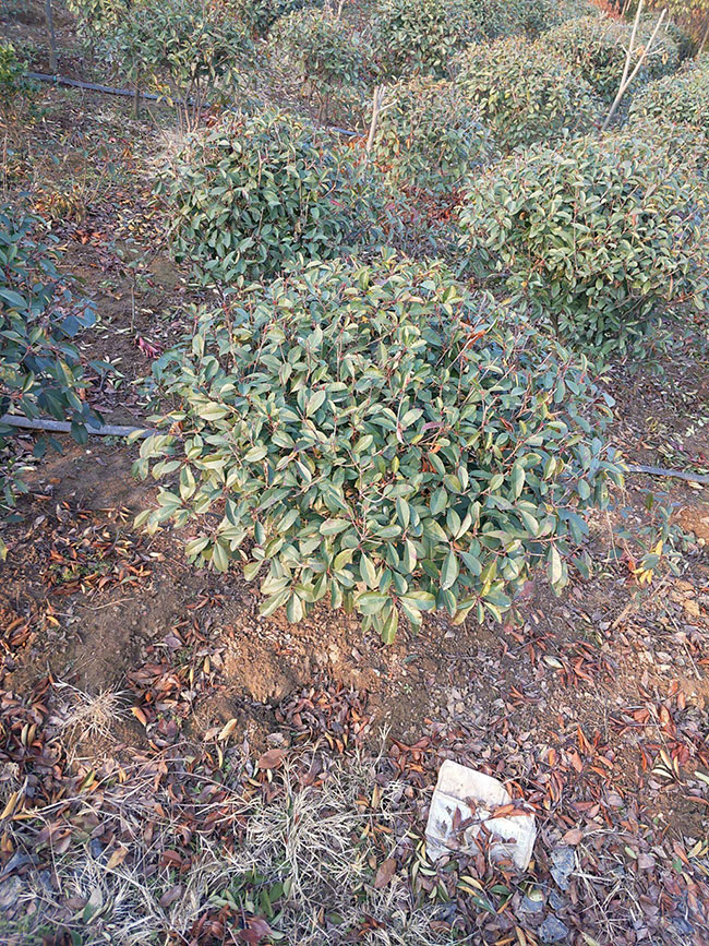 紅葉石楠毛球最新價格多少錢?2020年紅葉石楠毛球報價