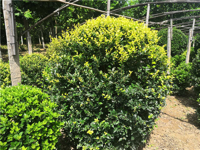 沭陽(yáng)長(zhǎng)景園林金葉女貞球種植基地實(shí)拍圖片